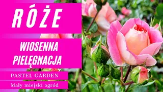 Róże 🌸 wiosenna pielęgnacja. Jak i kiedy przycinać róże by obficie kwitły. Jak nawozić róże #ogród