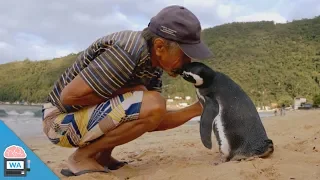 Dieser Pinguin schwimmt jedes Jahr tausende Kilometer, um seinen Freund zu besuchen