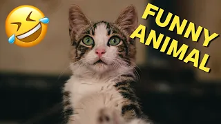 Compilation Funny Animal Videos 89 I 🤣Best Funniest Cats And Dogs