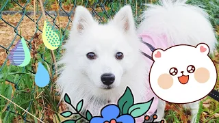 ☔ Rainy walk - Japanese Spitz ☔