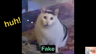 Cat saying Huh ! ( Fake vs Original )