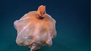 Octopus Transforms Into Giant Ball