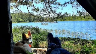 Wilderness Camping With My Husky Puppy