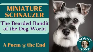 Miniature Schnauzer | Everything You Need to Know About This Beloved Dog Breed | Dog Lovers