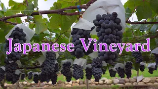 4K: A tour of the vinyards with a master grower