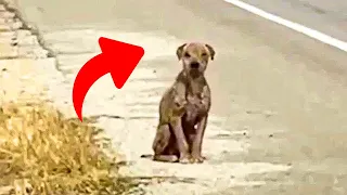 Lonely Stray Dog Sits by Road, Longing for Love and Care