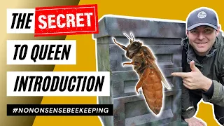 How to Add a Queen to a Hive - Mated Queen - How To Introduce a Queen