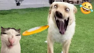 Funniest Animals 😄 New Funny Cats and Dogs Videos 😹🐶 2024 Part 60