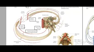 Intercostal veins