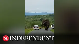Spooked safari-goer runs out of car and hides in bush after huge elephant approaches vehicle