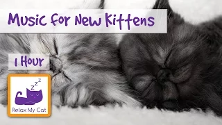Relaxing Music for Brand New Kittens! Ease Your Kitten into their New Home with Soothing Cat Music!