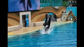 FULL VIDEO : ORCA ENCOUNTER AT SEA World PLS SUBSCRIBE🫠 @TravelAroundTheWorld003