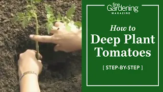 How to Deep Plant Tomatoes