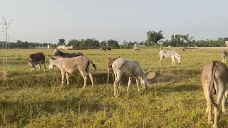 Donkeys are enjoying Donkey Eating Grass In Village Video#38