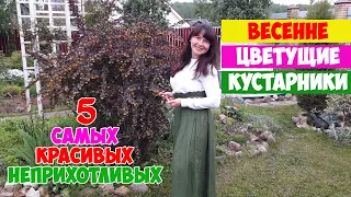 5 КРАСИВЫХ И НЕПРИХОТЛИВЫХ ВЕСЕННИХ КУСТАРНИКОВ для САДА! Калина, Спирея, Барбарис, Вейгела, Айва.