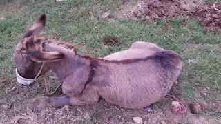 Beautiful brown donkey eating Grass