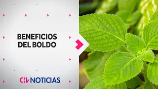 El mágico secreto del boldo - VIVIR MEJOR | CHV Noticias