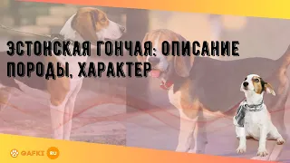 Эстонская гончая: описание породы, характер