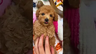 Toy poodle puppies, So cute! 7weeks old poodle