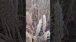 Пшениця Катаріна 2022