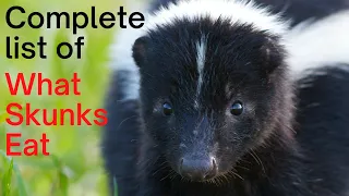 What Do Skunks Eat: Complete List of What Skunks Feed On