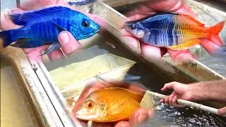 *STUNNING* African Cichlid Fish Farm