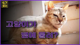 고양이가 뱀에 물려? / 얼굴이 풍선처럼 부은 고양이 원인은? / Is the cat bitten by a snake?