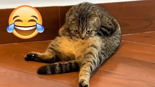🤣🤣Funniest Cats and Dogs Videos 😂🤣 Funniest Animals 2024🐱🐶