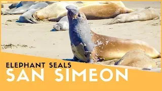 San Simeon Elephant Seals