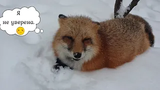 Alice the fox. Joy racing in the snow.