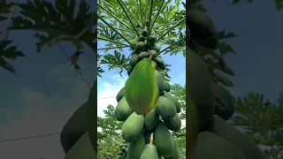 Papaya  #papayafruit #capcut #fruit #shortsviral #shortsvideo #shorts #shortvideo #youtubeshorts