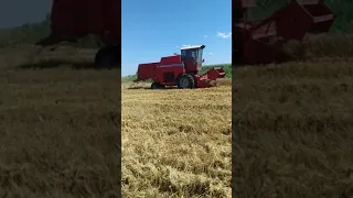 Massey Ferguson 16 в роботі