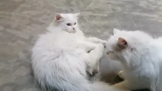 #catlover ,brother,s mother fight&Brother ,sister palying