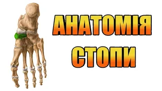 Анатомія стопи
