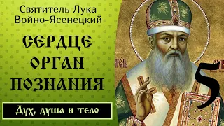 5/24 Сердце, как орган высшего познания. Ч.4 ☦️ Лука Войно-Ясенецкий