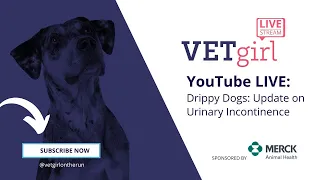 October 25, 2022: YouTube Live: Drippy Dogs: Update on Urinary Incontinence