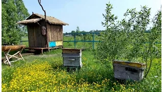 АПИТЕРАПИЯ или  СОН НА УЛЬЯХ - г. ЭРТИЛЬ -   В.И.Брежнев_  27.05.2015