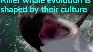 Killer whale evolution is shaped by their culture