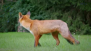 Gamtininko užrašai. „Aš taip nežaidžiu“: kaip lapės nukniaukė Čepulio kamerą