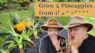Grow 4 pineapple plants from 1 pineapple! 🍍🍍🍍🍍