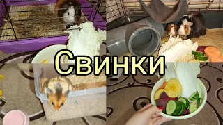 Ужин морских свинок и хомяков