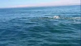 киты убийцы окружили катер