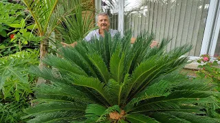 Sago Palm Update 2023  Cycas Revoluta outdoors in Zone 5B Ontario Canada