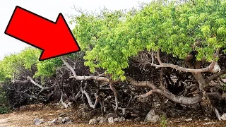 Si tu vois cet arbre, enfuis toi vite et crie à l’aide !