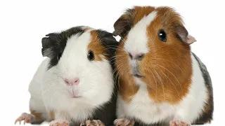 6 things Guinea Pigs hate the most!