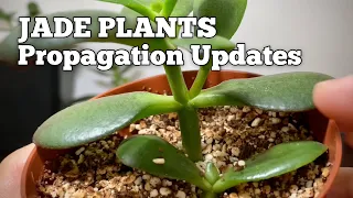 Jade Plant Propagation from Cuttings UPDATES | Crassula Ovata