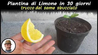 PIANTA DI LIMONE IN 30 GIORNI, trucco infallibile (LEMON PLANT 30 DAYS, PLANTA DE LIMÓN EN 30 DÍAS)