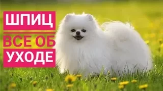 УХОД ЗА ШПИЦЕМ/Что нужно собаке ?/Всё об уходе