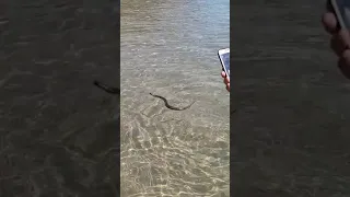 Beachgoer Spots Venomous Adder Swimming in the Sea Off Anglesey Coast