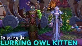 How to collect the Lurking Owl Kitten
